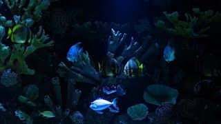 Deep Blue Aquarium Ambience 4K | Calming Underwater Sounds ASMR | 10 Hour Natural White Noise