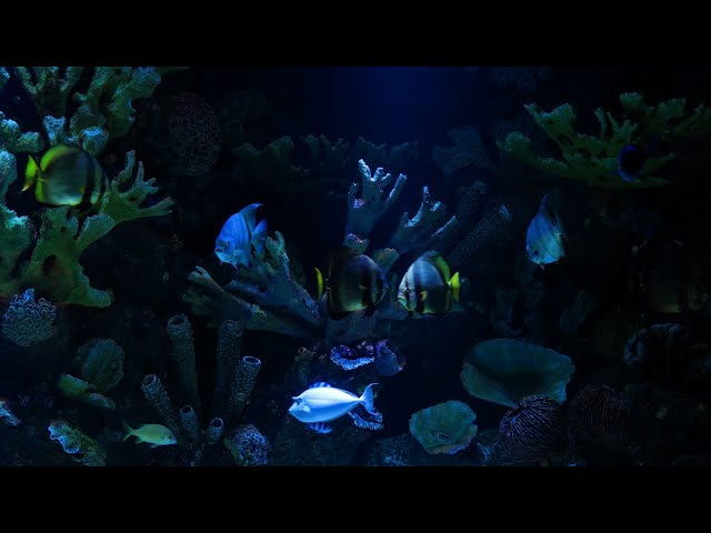 Deep Blue Aquarium Ambience 4K | Calming Underwater Sounds ASMR | 10 Hour Natural White Noise class=