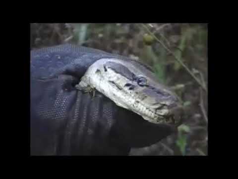 Southern African Rock Python Capture Exhibit Release