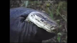 Southern African Rock Python Capture Exhibit Release