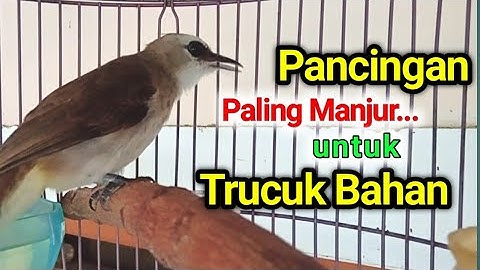 TRUCUK BAHAN OMBYOKAN JADI GACOR.. PAKAI INI MUJARAB Pancingan trucukan agar bunyi gacor