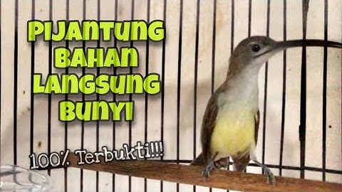 Suara Burung Pijantung Pisang Gacor‼️Memancing Pijantung Bahan Agar Cepat Bunyi | Kicau Tembak