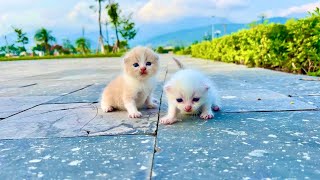 I adopt Homeless kittens Meowing on The side of the road! Small rescued, kittens little so cute.!