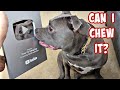 Talking Pitbull Gets 100k Subscriber Silver Play Button! Reaction Is So Adorable!!