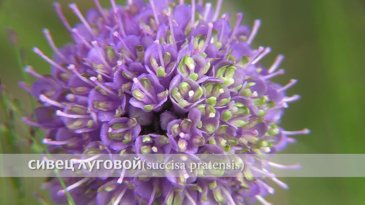 сивец луговой