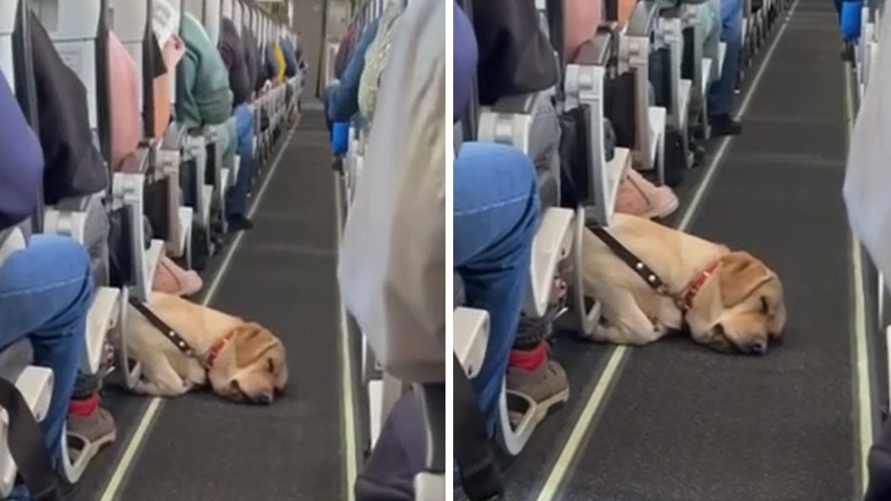 Do They Put Dogs To Sleep On Airplanes