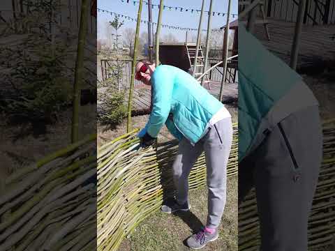 Video: Gyvojo gluosnio tvoros kūrimas: sužinokite apie gyvo gluosnio tvoros sodinimą