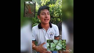 Pasto Palo de pito/ by: Antonny Quej Juc