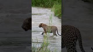 Male Leopard Crosses Sand River