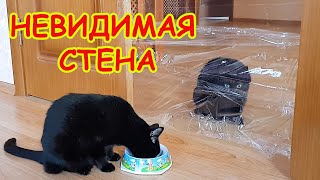 Невидимая стена для котов. Арт Суперкот и Сэр