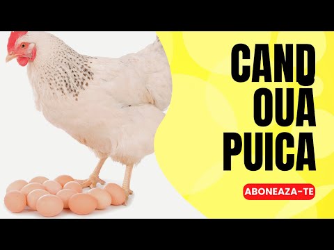 Video: Găinile au nevoie de cocoși pentru a depune ouă?