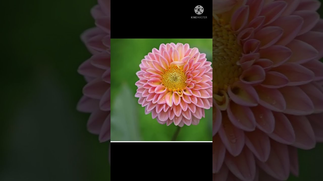 flowers of madhya pradesh
