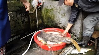 [Bacon's Journey] How to catch a super-size fish bigger than a washbasin