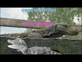 Croc monitors  dwarf caiman munching down