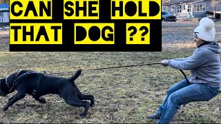 BACCO  - HOW to stop CANE CORSO with ONE word 😂 #canecorso #dogtraining #dog by Ivy League Cane Corso Kennel 1,276 views 4 months ago 49 seconds