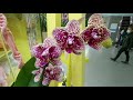 Купила орхидею бабочку в "Don Pion", г.Киев