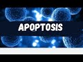 What is Apoptosis || Apoptosis kya hota hai || Apoptosis || definition of apoptosis