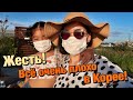 НОВЫЙ ЗАКОН В КОРЕЕ! ШТРАФ БЕЗ МАСКИ НА УЛИЦЕ! Виктория Ким