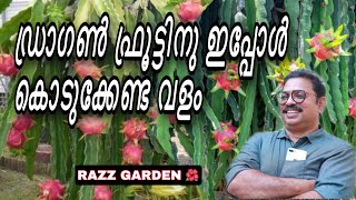 Dragon fruit manure ഡ്രാഗൺ ഫ്രൂട്ടിനു ഏപ്രിൽ മാസത്തിൽകൊടുക്കേണ്ട വളം