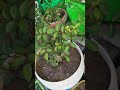 Make-up artist ka dusra sauk love my 🪴 🌿 plant #bridelmakup #bridelmakup ##garden #