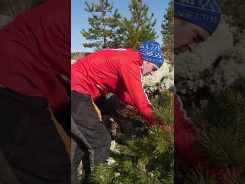 Video: Jak stříháte bonsaje ze skotské borovice?