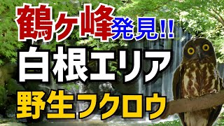 【旭区】白糸の滝‼︎白根公園を散歩する！【白根不動の龍】