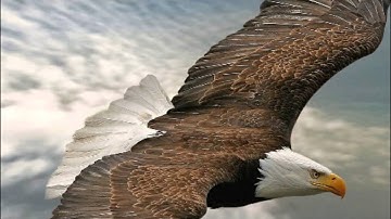 Psalm 148 Sons of Korah