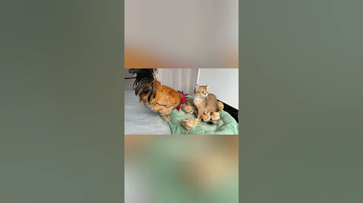 Video 6416601: kitten pets cutecat kitty, cat kitty cutecat pets, kitty pet cutecat funny, adorablecats cutecat cat, cat mother kittens cutecat, pet lover, cat chicken funny, cat love