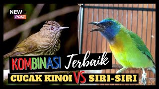 DUET KOMBINASI TERBAIK CUCAK KINOY VS SIRI-SIRI , MASTERAN MURAI BATU BESETAN TAJAM