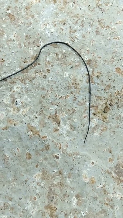 Keajaiban alloh ranting bergerak sendiri apa ini yg disebut bulu perindu bilang orang2