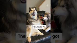 I Caught My Dog Doing THIS In 4k!  #dogs  #husky