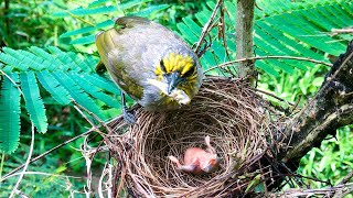 Bulbul Chick So Wellfed, It's Just Too Lazy to Eat! (7) – Bird Parents' Overzealous Feeding E217