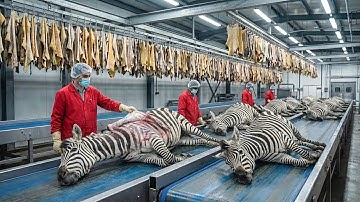 Inside the Zebra Leather Factory : The Secret Steps Brands Don’t Show You (Full Process)
