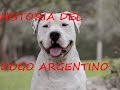 Biografía Animal /  Dogo Argentino