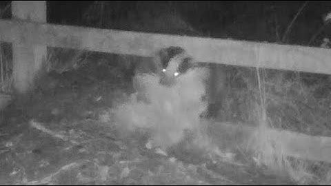 New Forest Explorers Guide - Badger brings back bedding