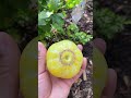 First time growing lemon cucumbersgarden gardening mygarden plants cucumber