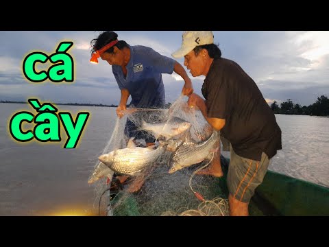 Video Cá Cầy Đi Bầy Nè Cả Nhà Ơi ! #66TV #sănbắtđồngtháp... - youtube