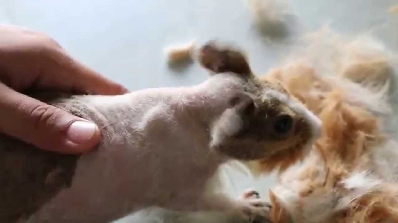 A guinea pig has backside and lower body hair loss Pt 2 ...