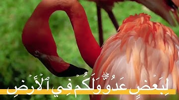 سورة البقرة صفحه ٥ مكرره ١٠ مرات للحفظ بصوت الشيخ ياسر الدوسري