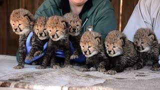 Septuplet Cheetah Cubs Born!!