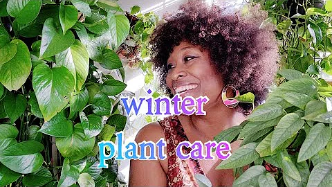 Pothos Plant Care Tips 💨 Winter Season