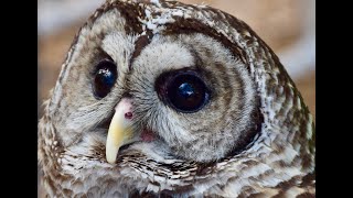 Barred Owl Calls | Barred Owl Sound Effects | Barred Owl Noises | Owl Sounds at Night | No Music