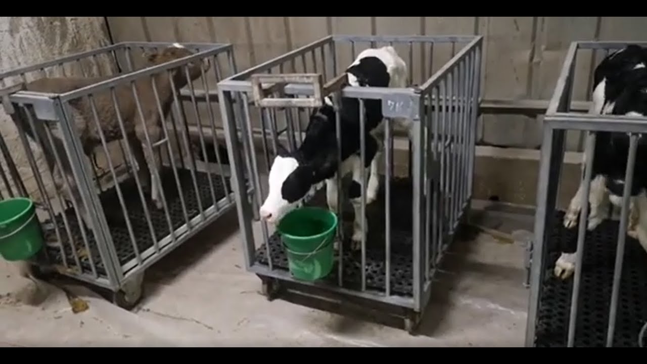 עגלים שרק נולדו ברפת