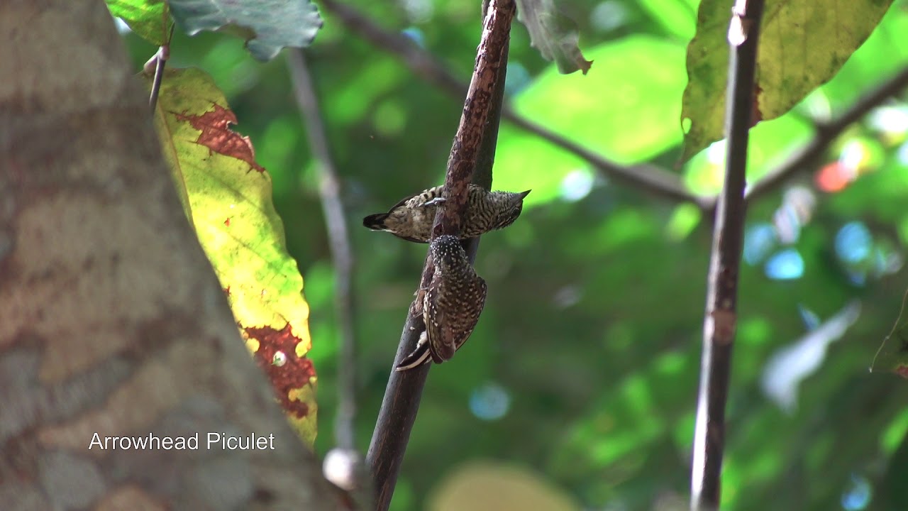 Birding Suriname 2017 part three
