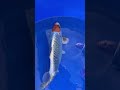 Saito, Tancho Kujaku, geboren 2024, +-42cm, importiert 2025 mit 15cm