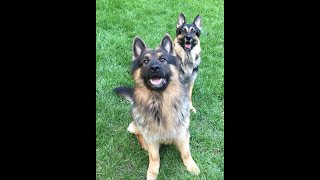 My King Shepherd at 5 Months - Part 1 by mriad0 478 views 2 years ago 5 minutes, 40 seconds