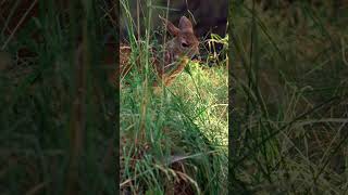 Baby Animals at Northwest Trek Wildlife Park