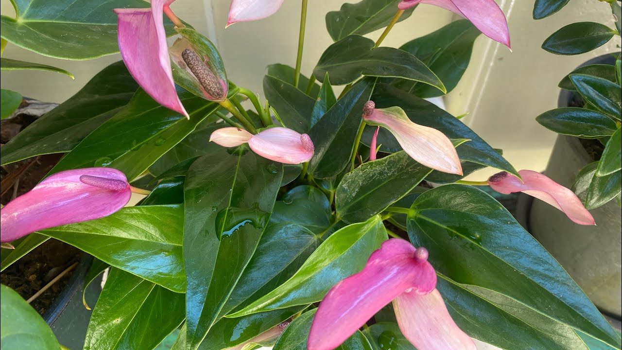 SOL CALOR E AINDA TEM PLANTAS LINDAS NO JARDIM 