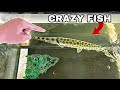 My new VICOUS Toothy Predator Fish Feeding