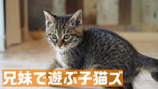 やんのかステップで仕掛けるも返り討ちにあっちゃうハロウィン子猫のキジトラ君